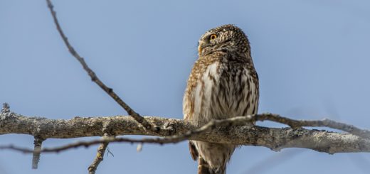 eurasian pygmy owl, estonia, owl