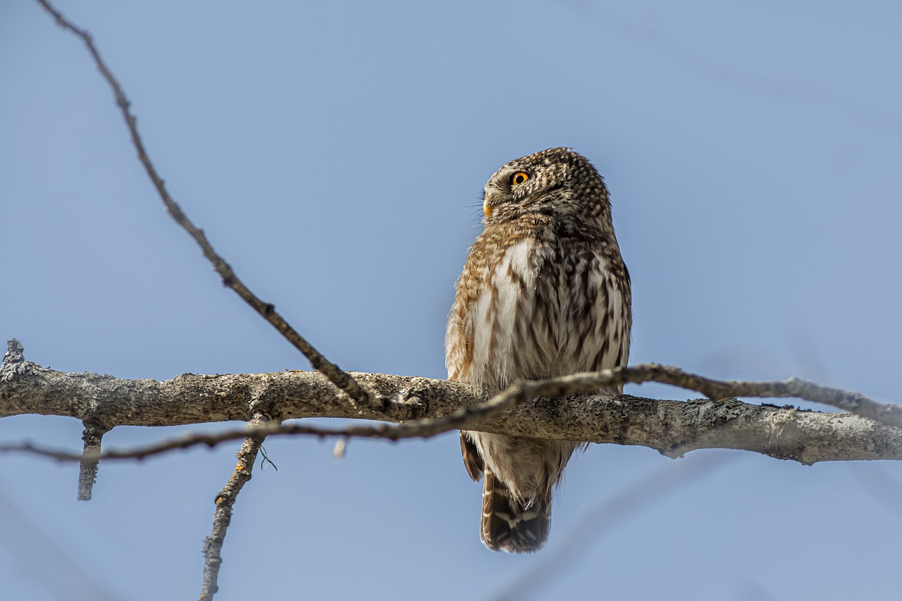 eurasian pygmy owl, estonia, owl