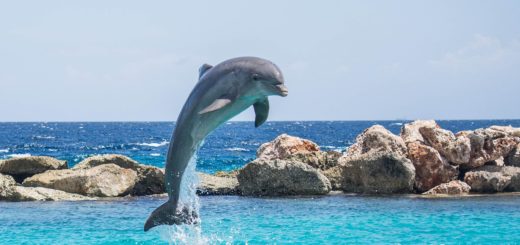 dolphin, aquarium, jumping