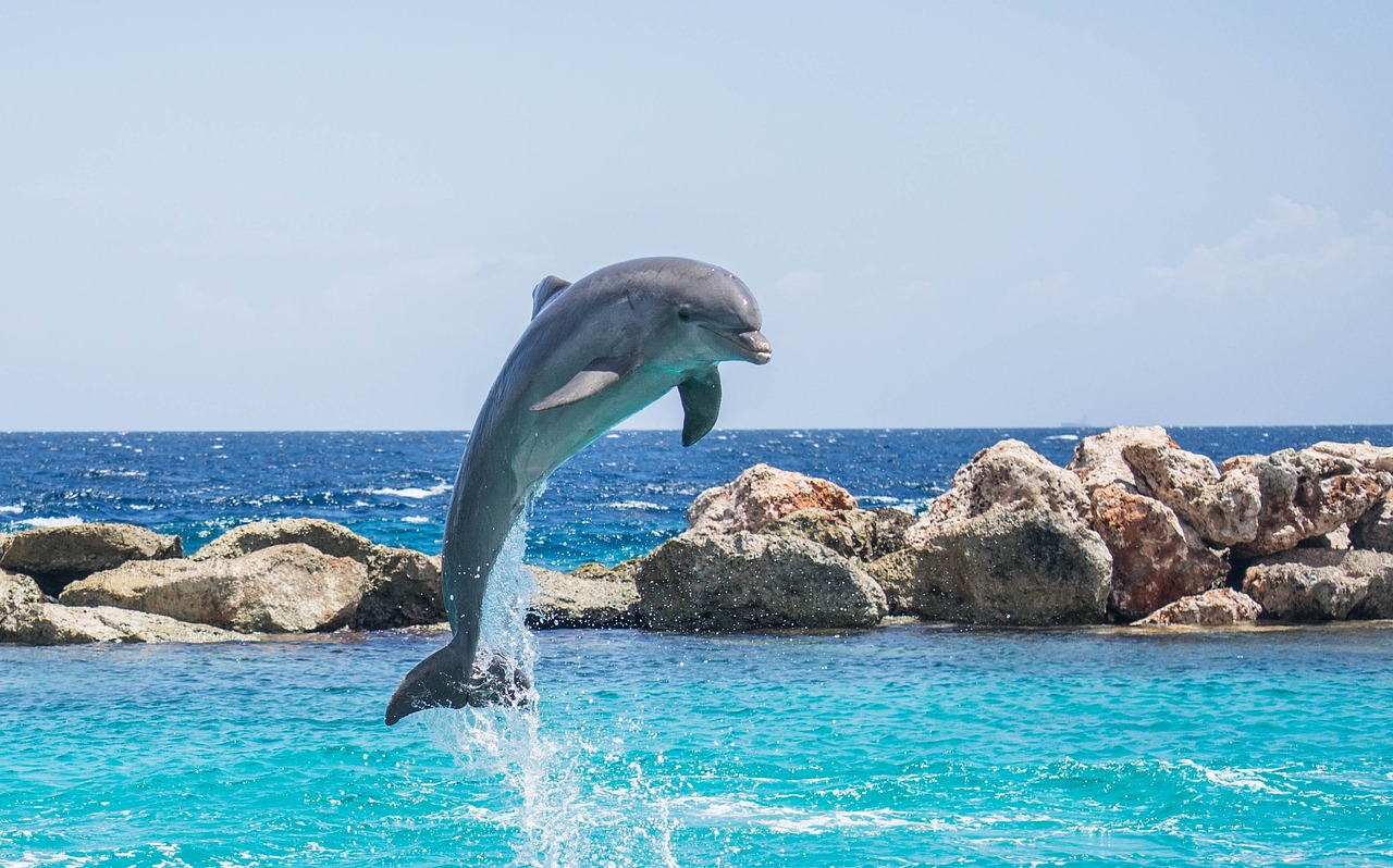 dolphin, aquarium, jumping