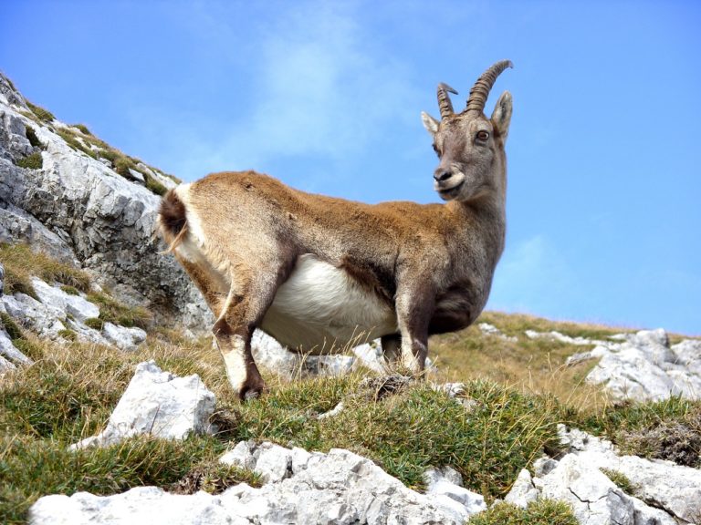 Spiritual Meaning of Mountain Goat: Resilient Climbers