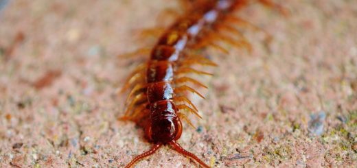 centipede, creeping, insect