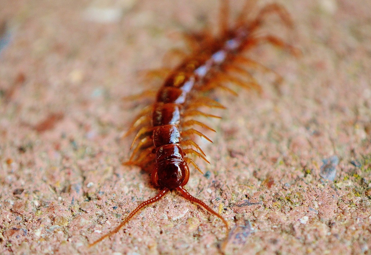 centipede, creeping, insect