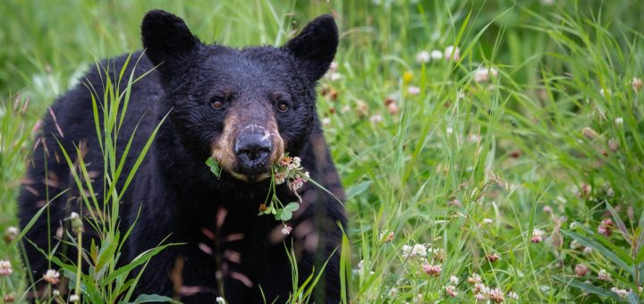 black bear on green grass during daytime