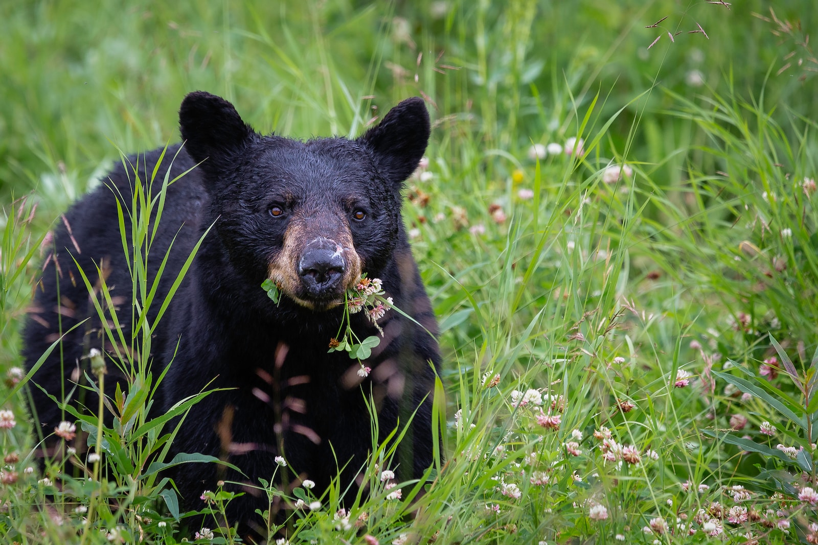 black bear on green grass during daytime