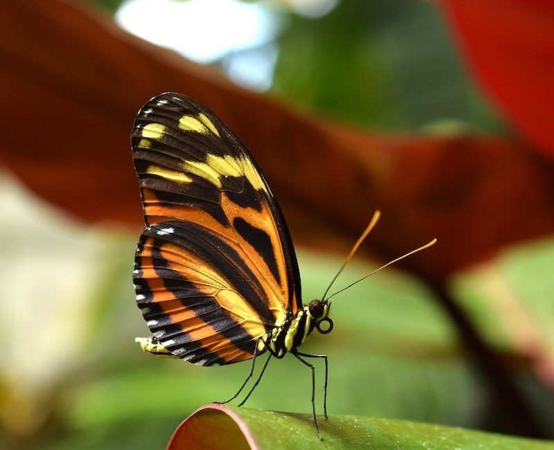 Twin Flame: Butterfly Spiritual Symbolism