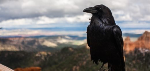 Crow Spiritual Meaning For Twin Flames