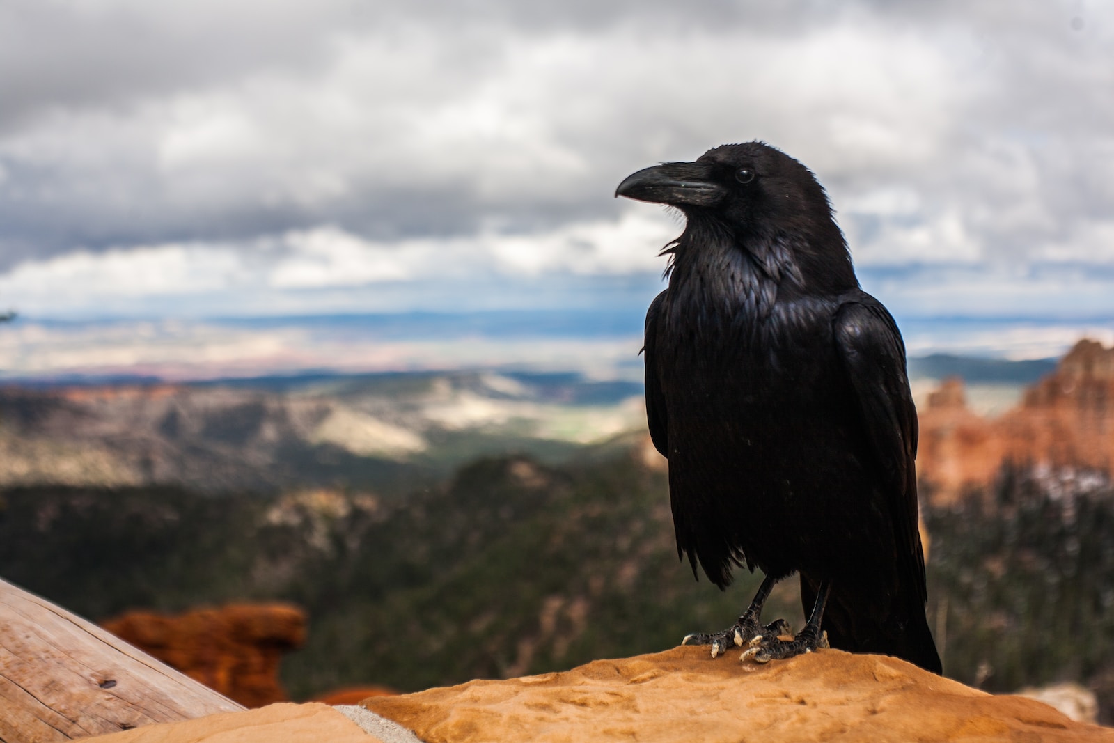 Crow Spiritual Meaning For Twin Flames