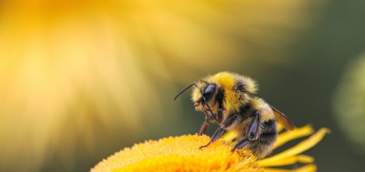 Twin flames: Bee Spiritual Meaning