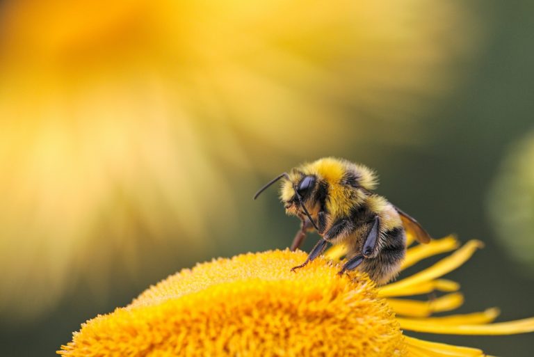 Twin flames: Bee Spiritual Meaning