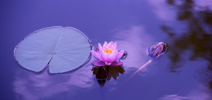 lotus, flower wallpaper, flower