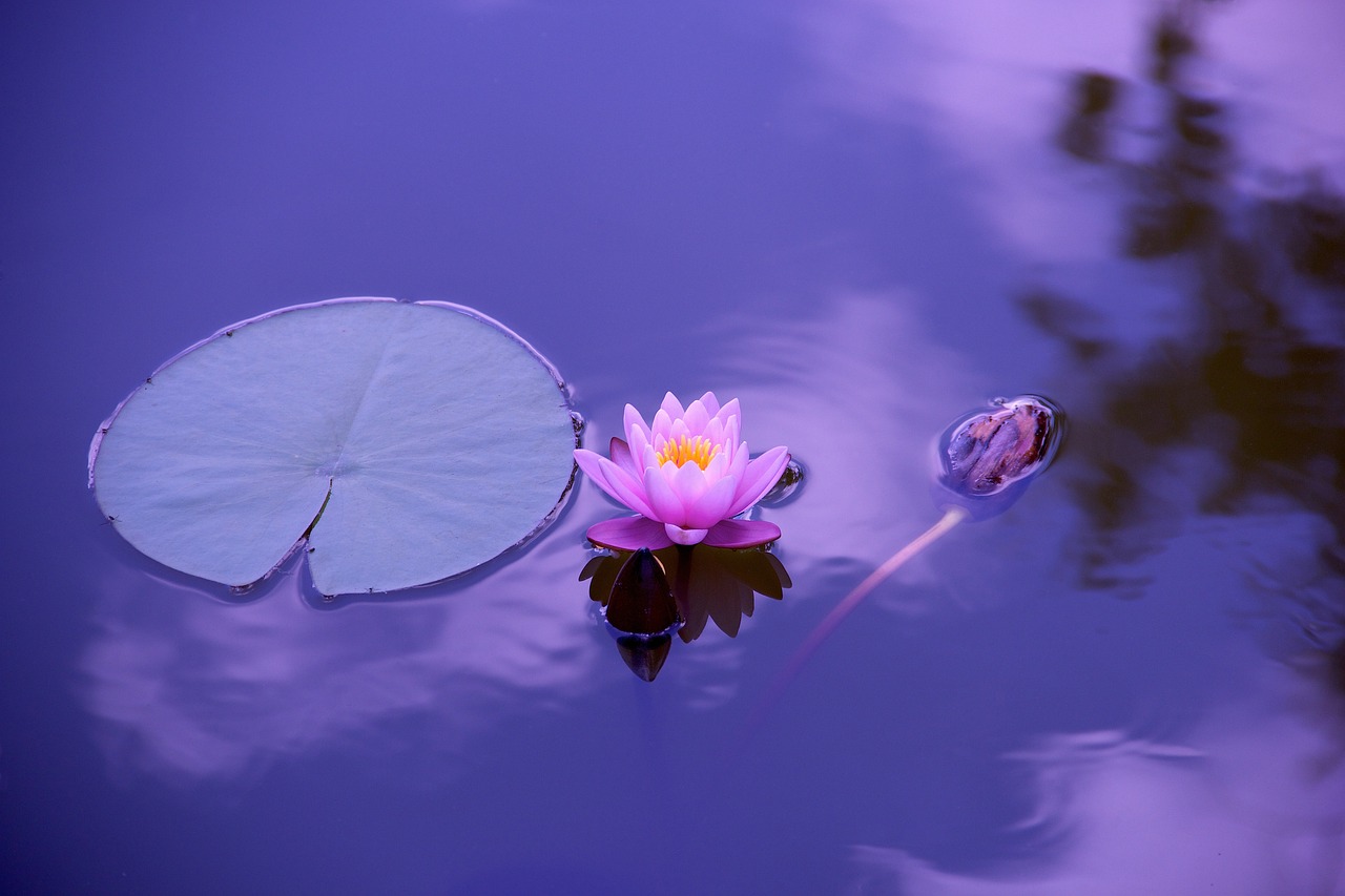 lotus, flower wallpaper, flower