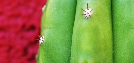 cactus, texture, green