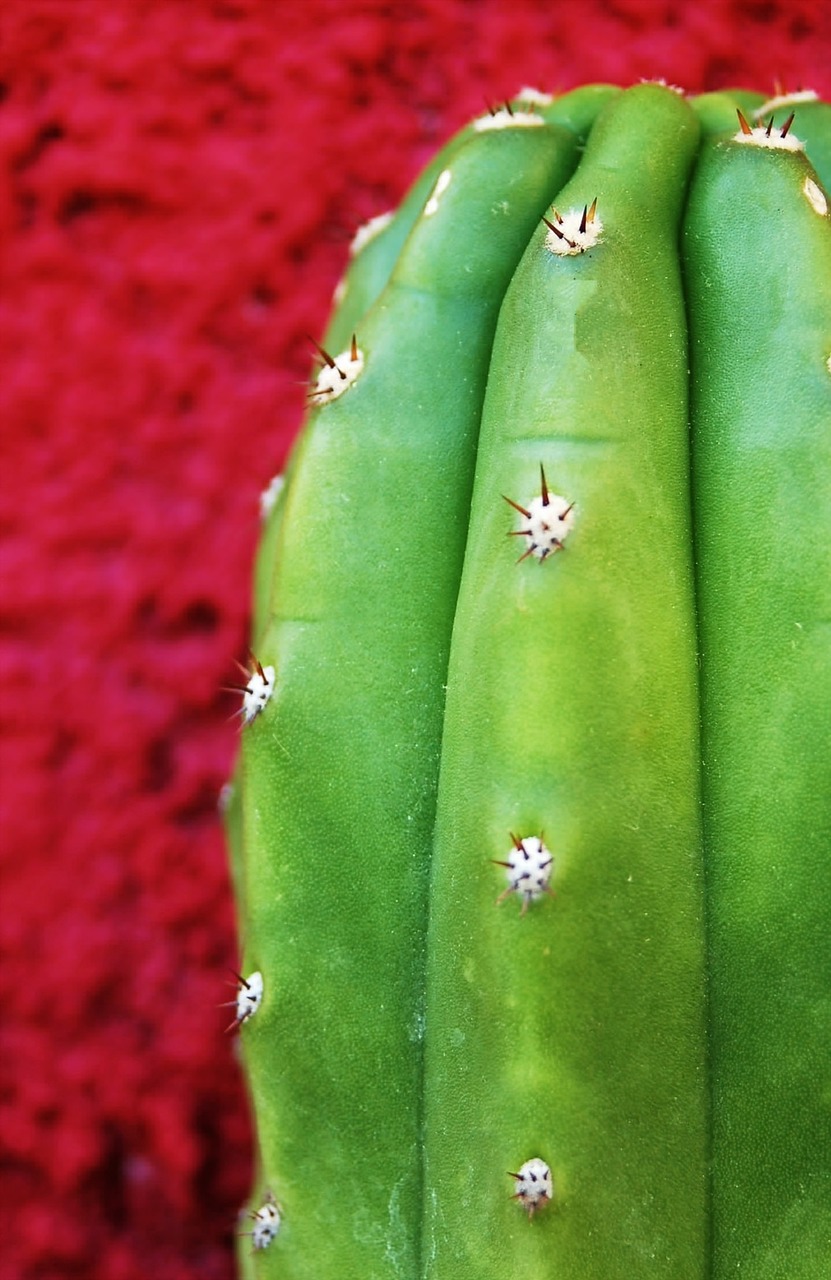 cactus, texture, green