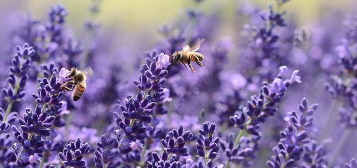 lavenders, bees, pollinate