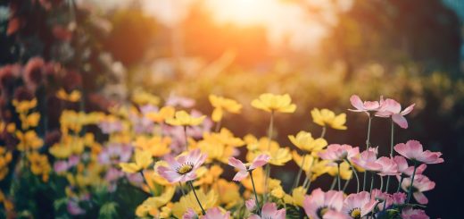 cosmos, flowers, garden