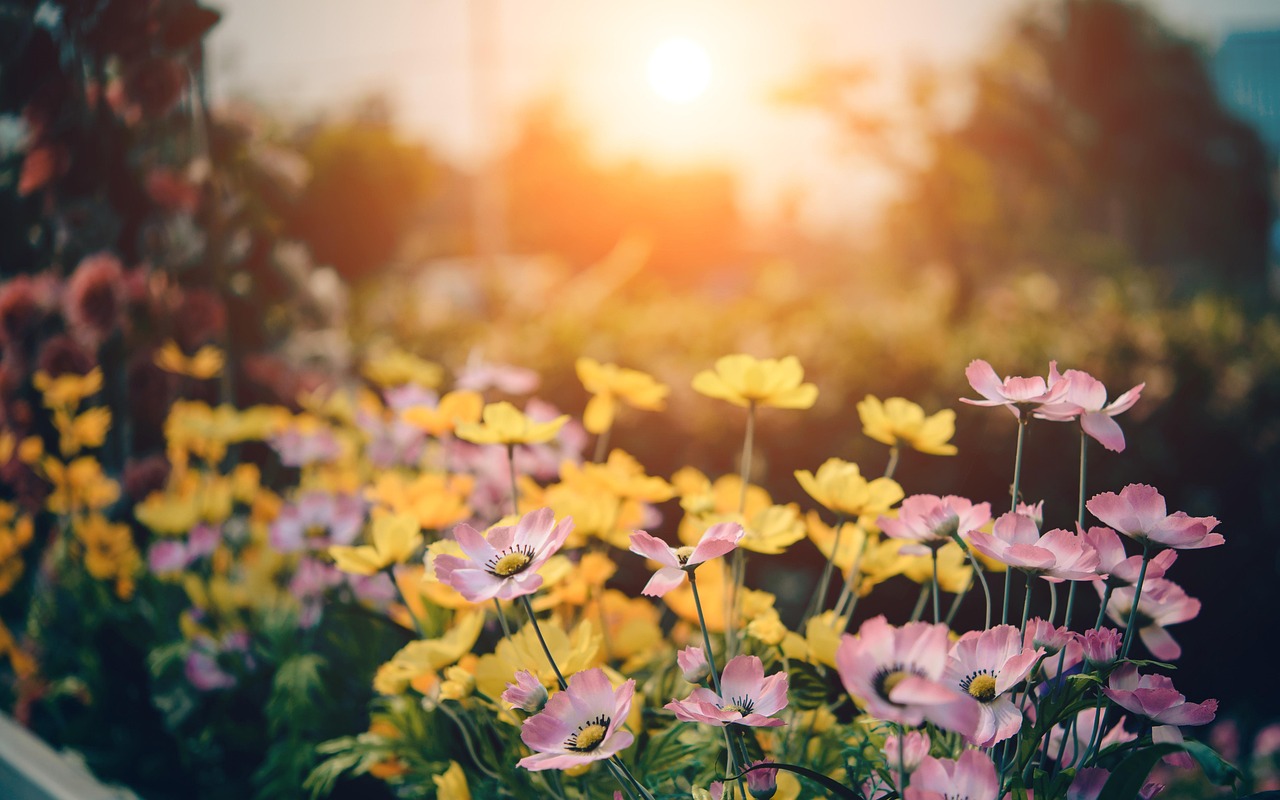 cosmos, flowers, garden