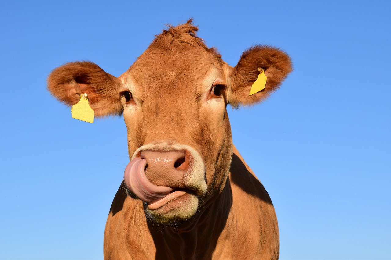 cow, lick, tongue