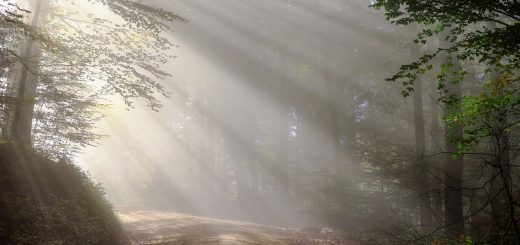 dirt road, sunbeams, forest