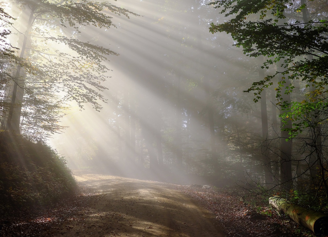 dirt road, sunbeams, forest