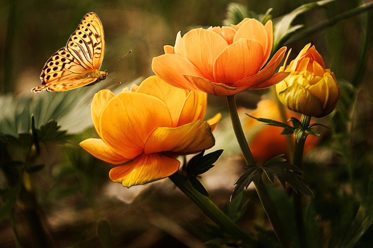 flowers, butterfly, beautiful flowers