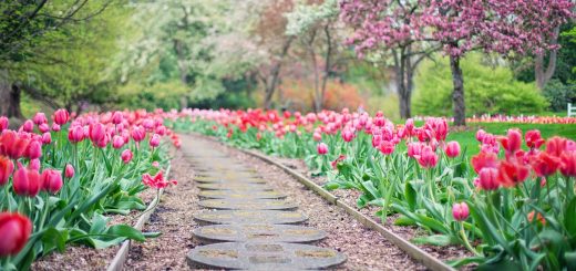 pathway, path, pink tulips