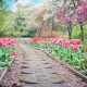 pathway, path, pink tulips