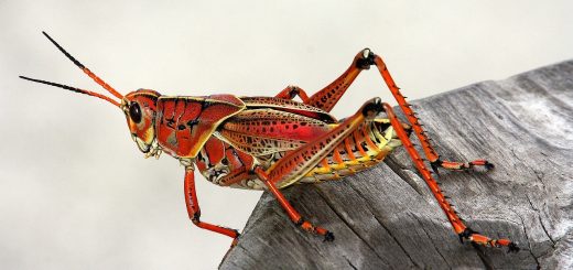 grasshopper, insect, red