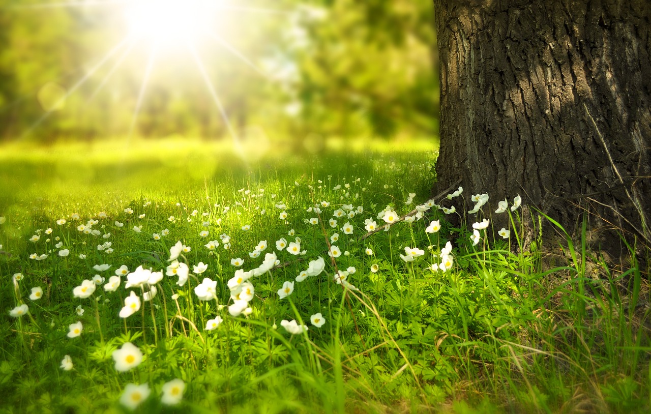 flowers, meadow, beautiful flowers