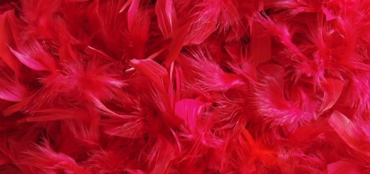 feathers, dyed, free background