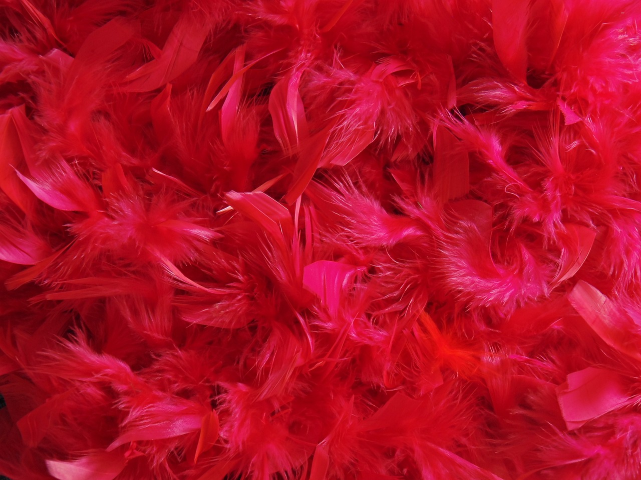 feathers, dyed, free background