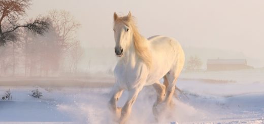 white horse, winter, snow