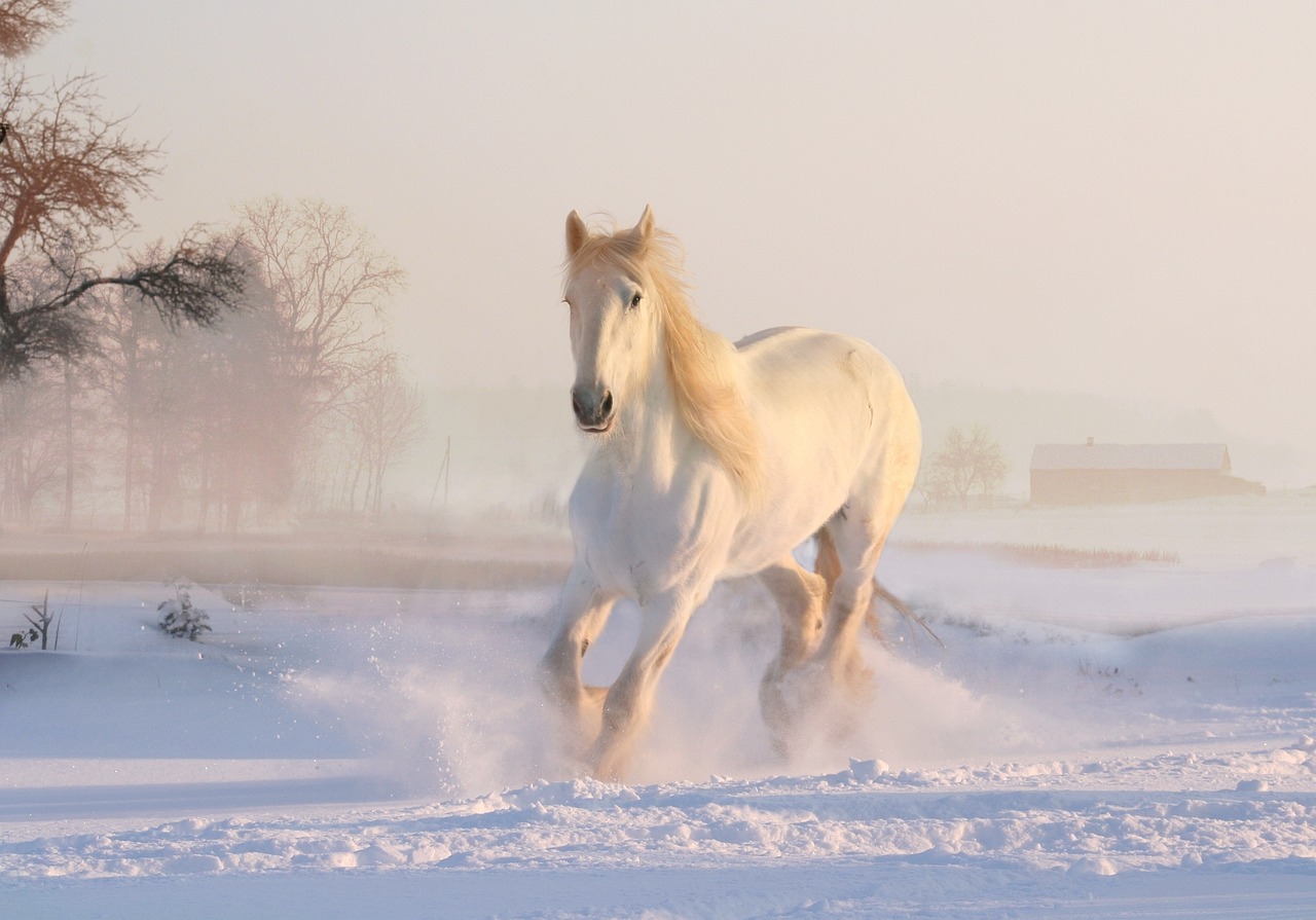 white horse, winter, snow