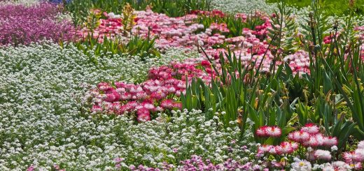 flower, flower meadow, nature