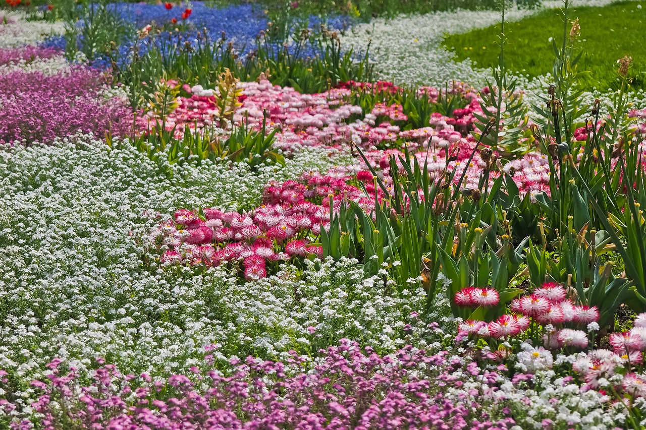 flower, flower meadow, nature