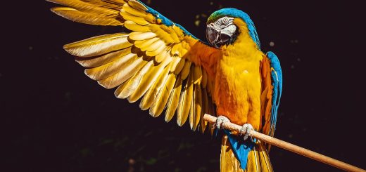 parrot, yellow macaw, bird