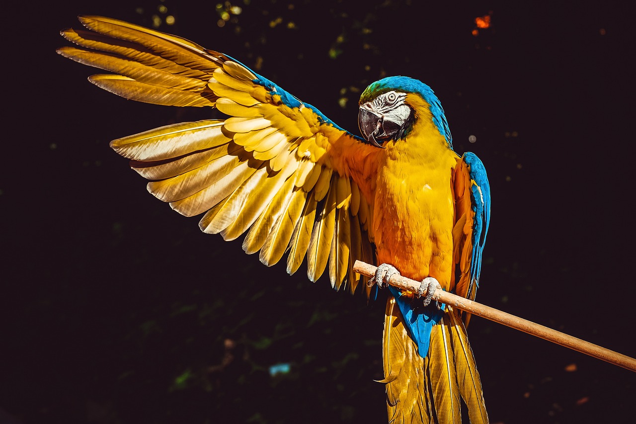 parrot, yellow macaw, bird