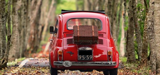 fiat 500, automobile, trees