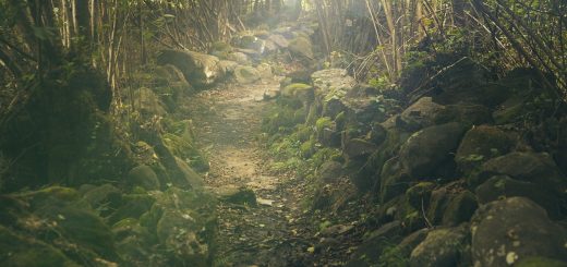 forest, path, rocks