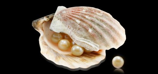 oyster, pearls, seashells