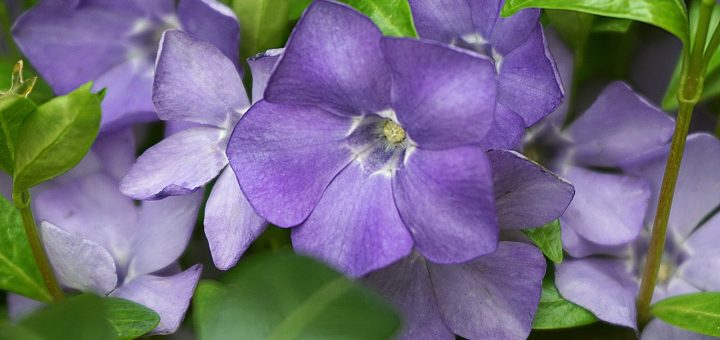 periwinkle, flower, evergreen