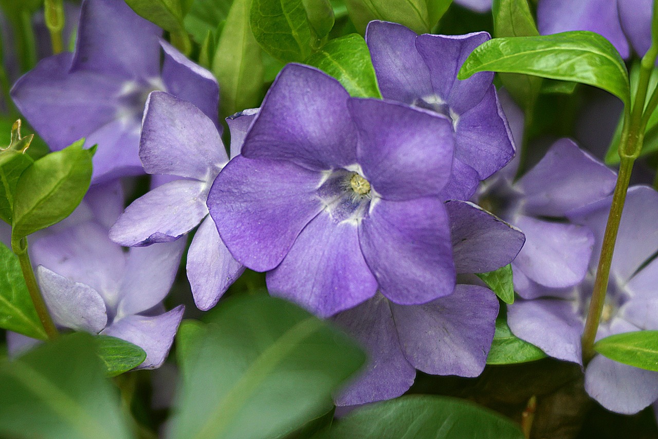 periwinkle, flower, evergreen