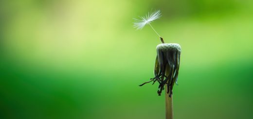 dandelion, macro, seeds