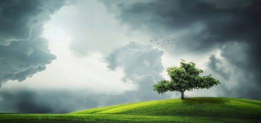 tree, clouds, fields