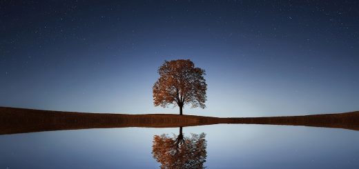 tree, lake, stars