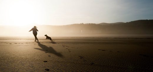 beach, dog, chase