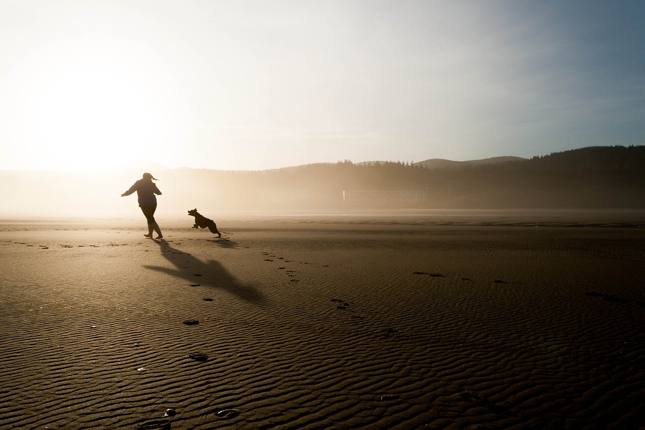 beach, dog, chase