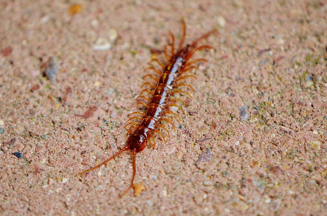 centipede, creeping, insect