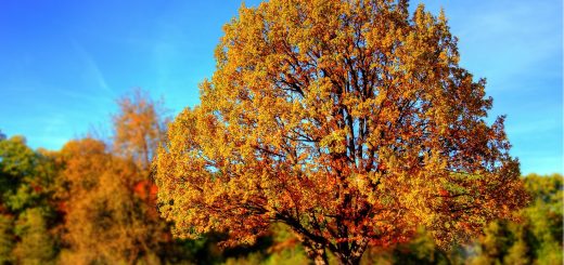 tree, park, autumn