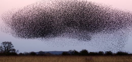 a large flock of birds flying over a field